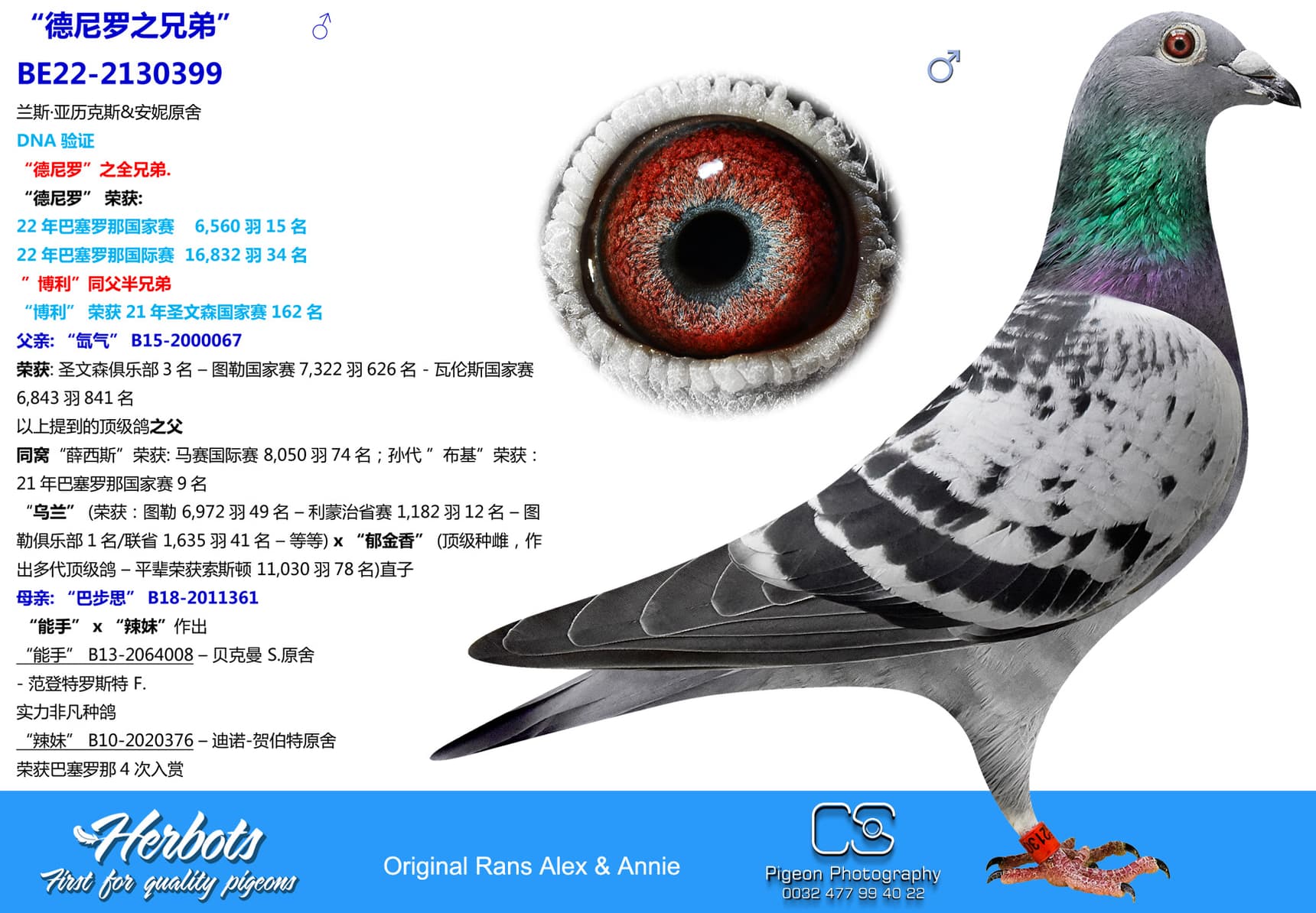 pigeon: “德尼罗之兄弟”