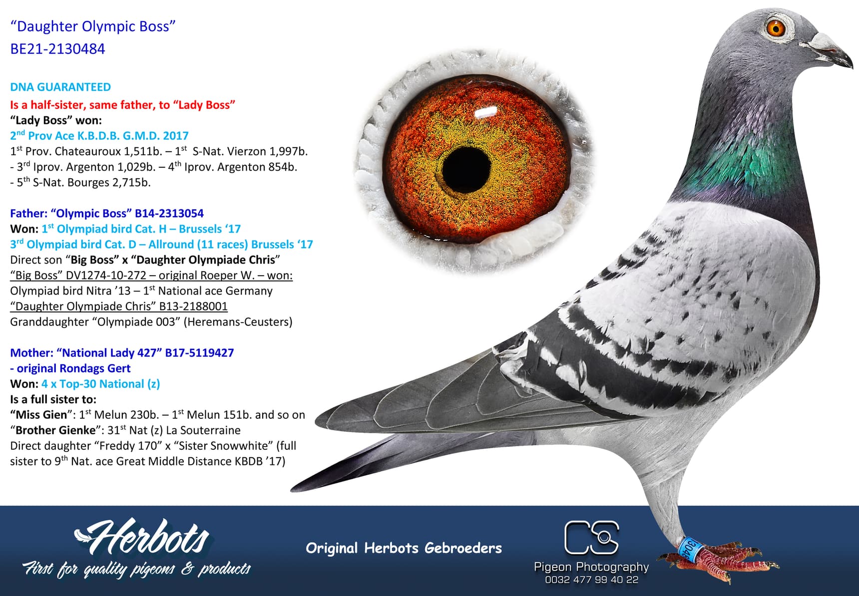 pigeon: undefined
