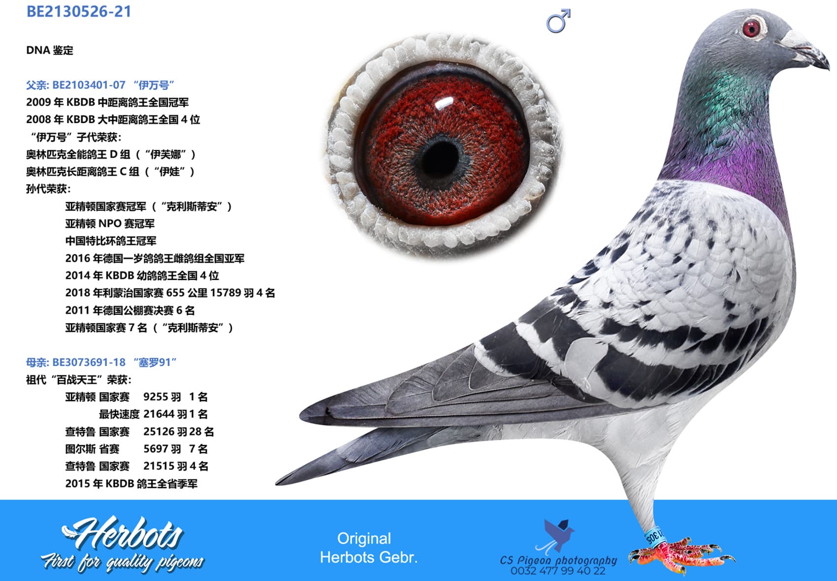 pigeon: undefined