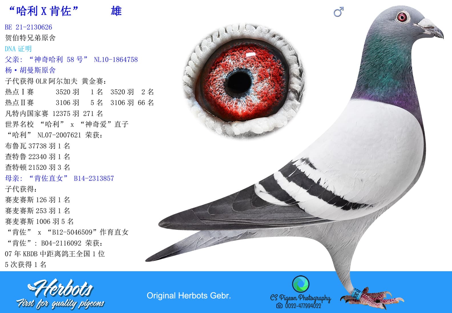 pigeon: undefined