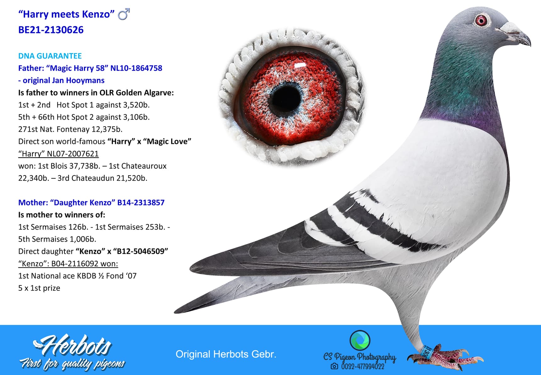 pigeon: undefined