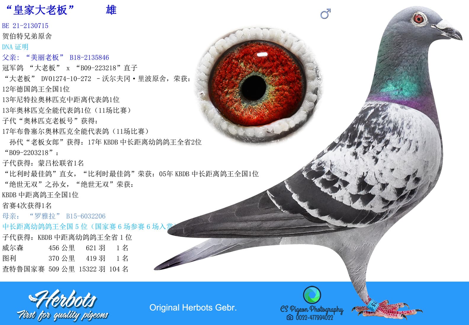 pigeon: undefined