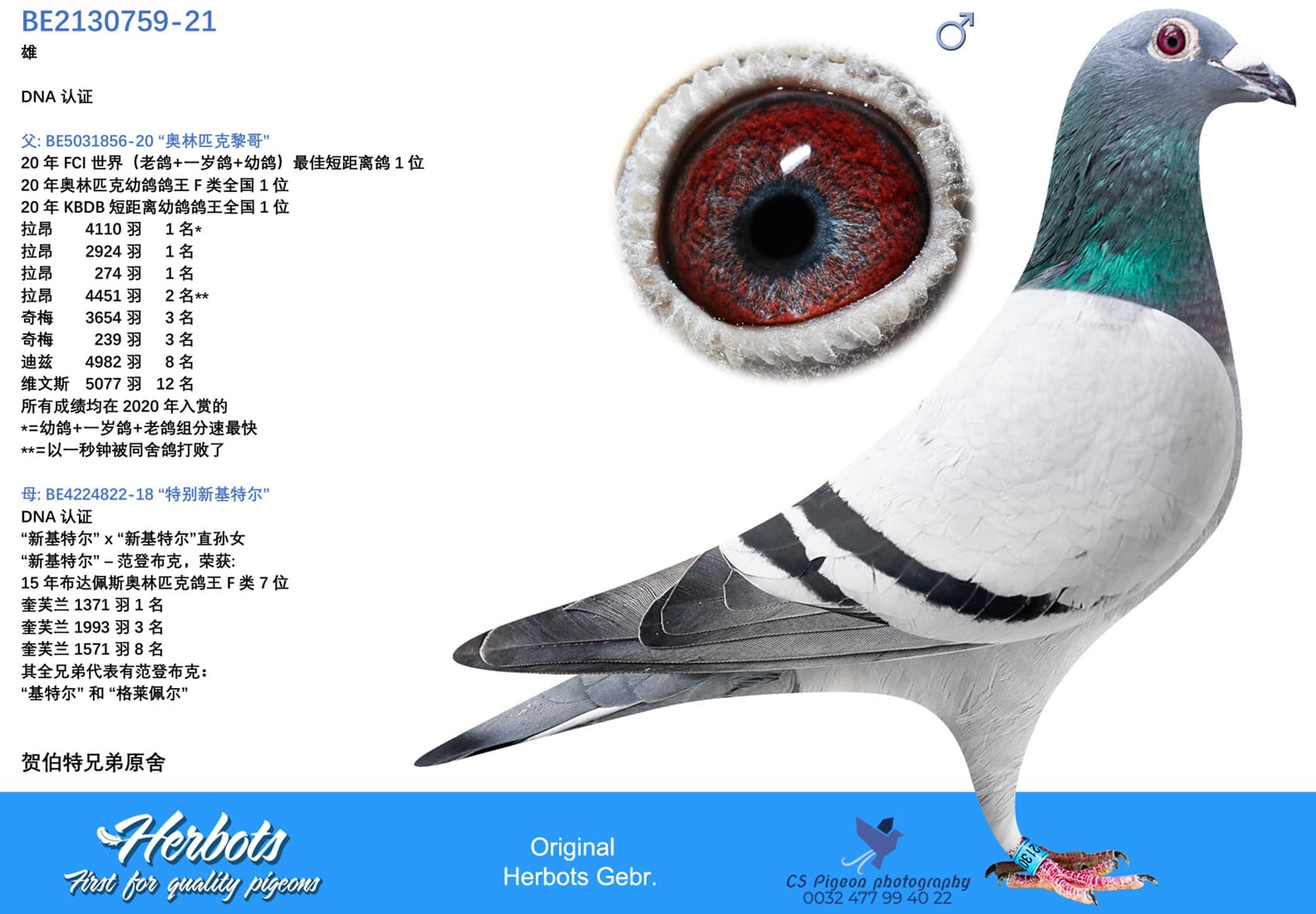 pigeon: undefined