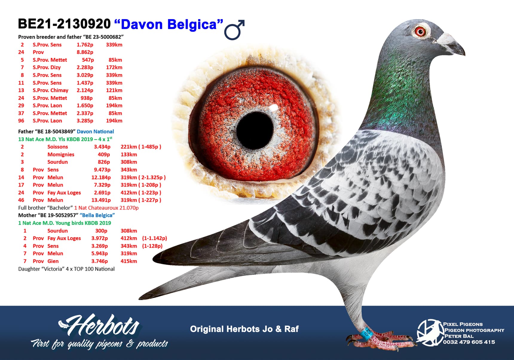 pigeon: undefined
