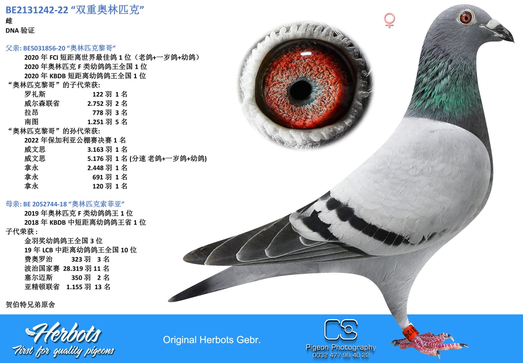 pigeon: undefined