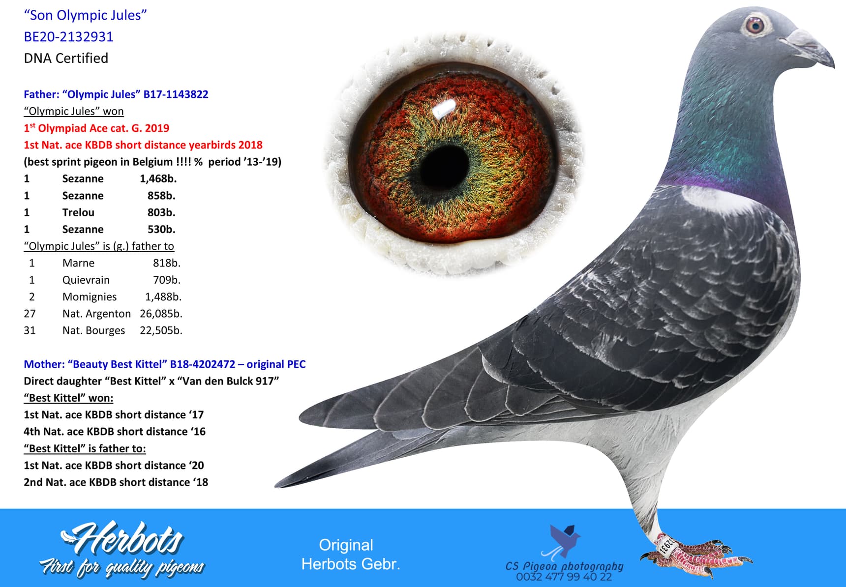pigeon: undefined