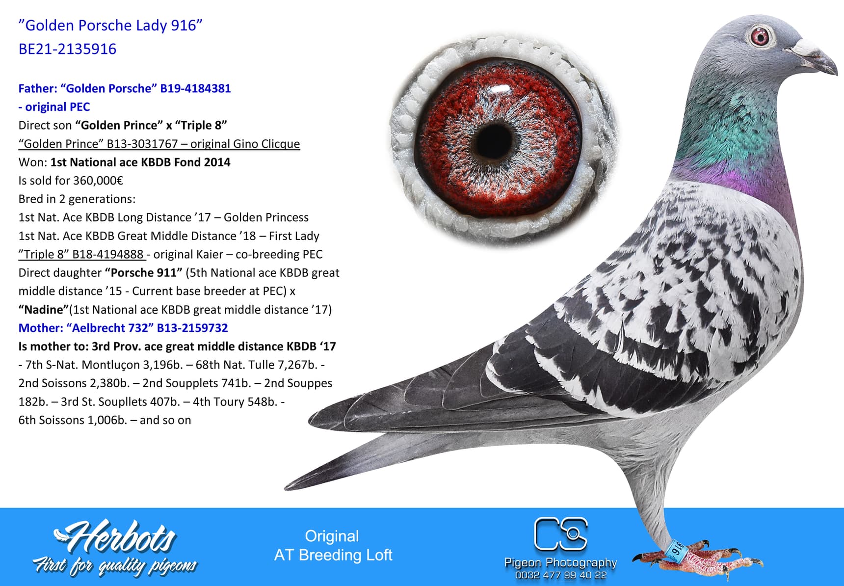 pigeon: undefined