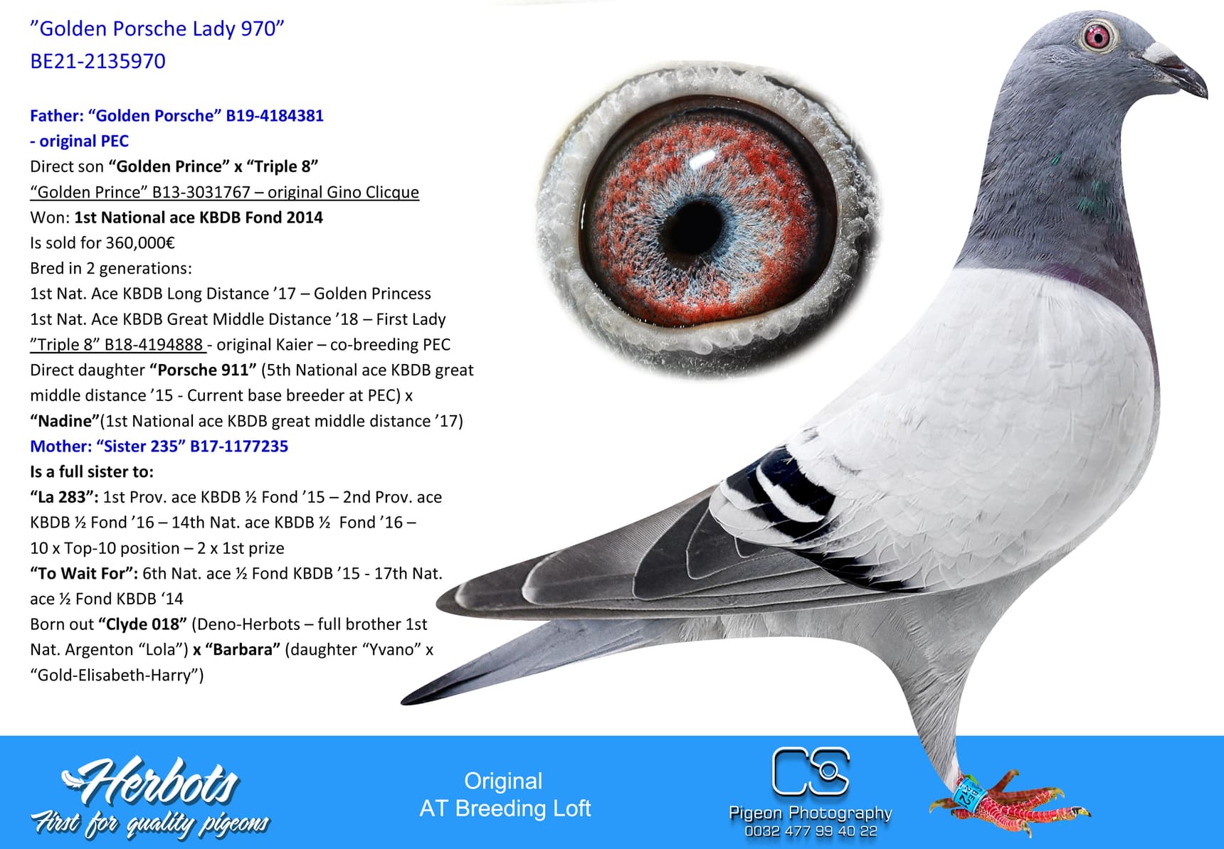 pigeon: undefined