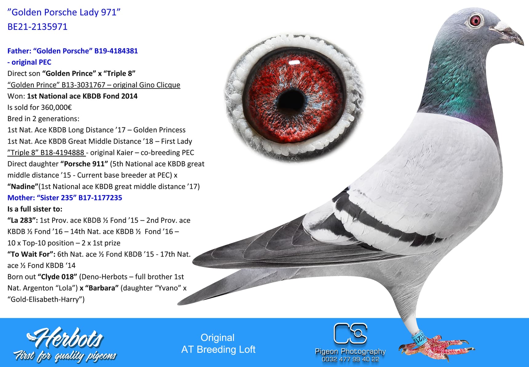 pigeon: undefined