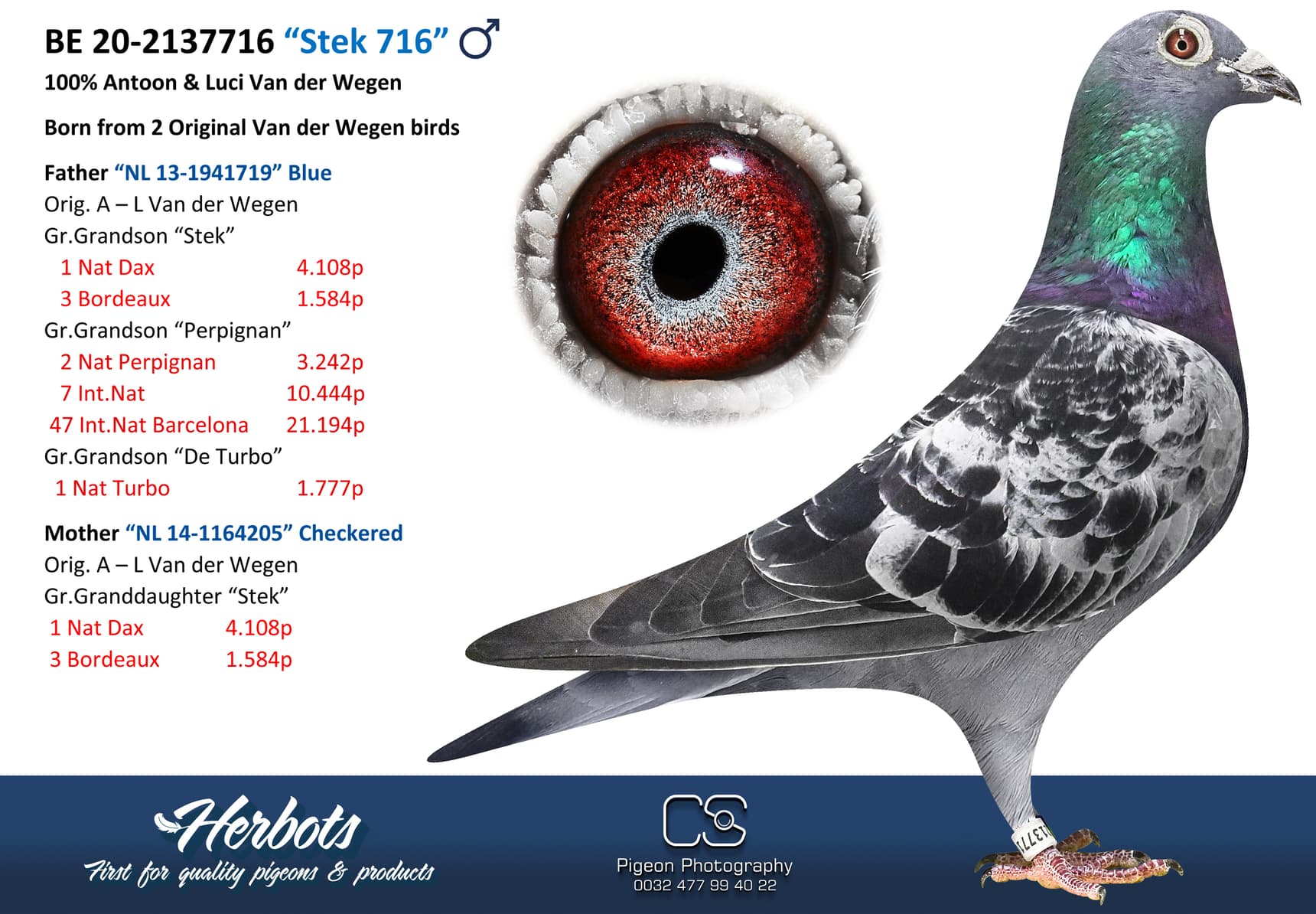pigeon: undefined