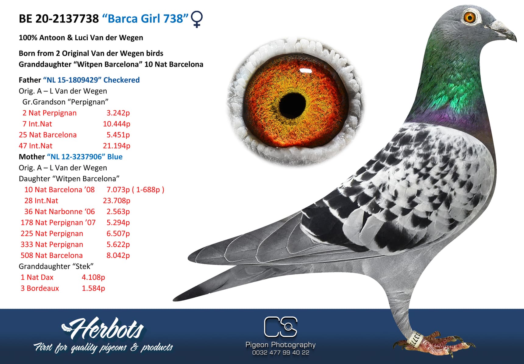 pigeon: undefined