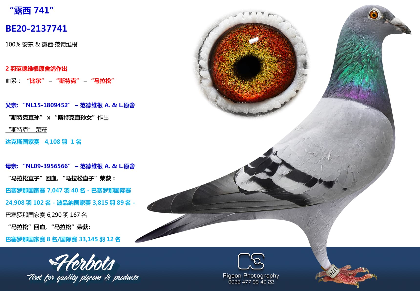 pigeon: undefined