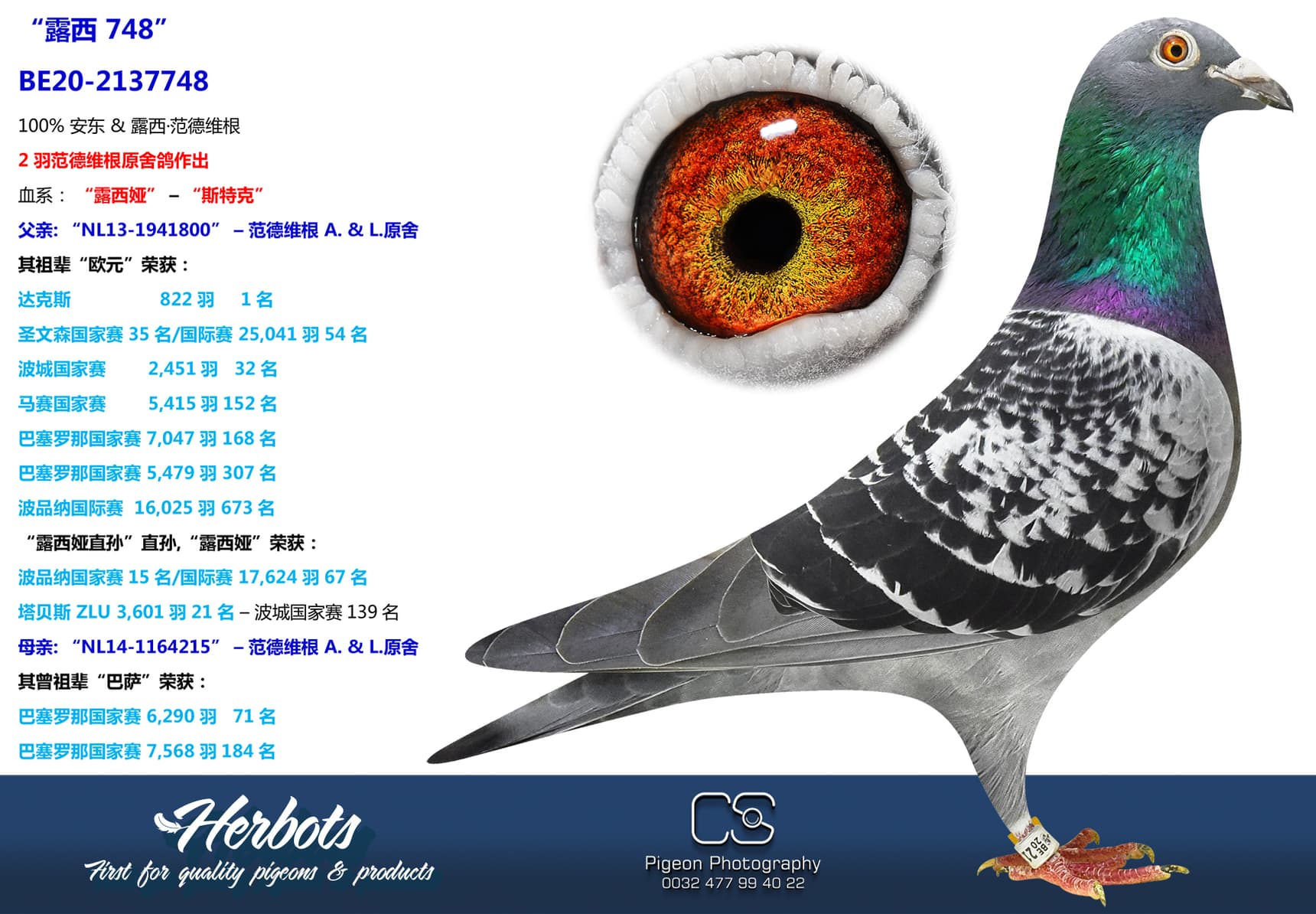 pigeon: undefined
