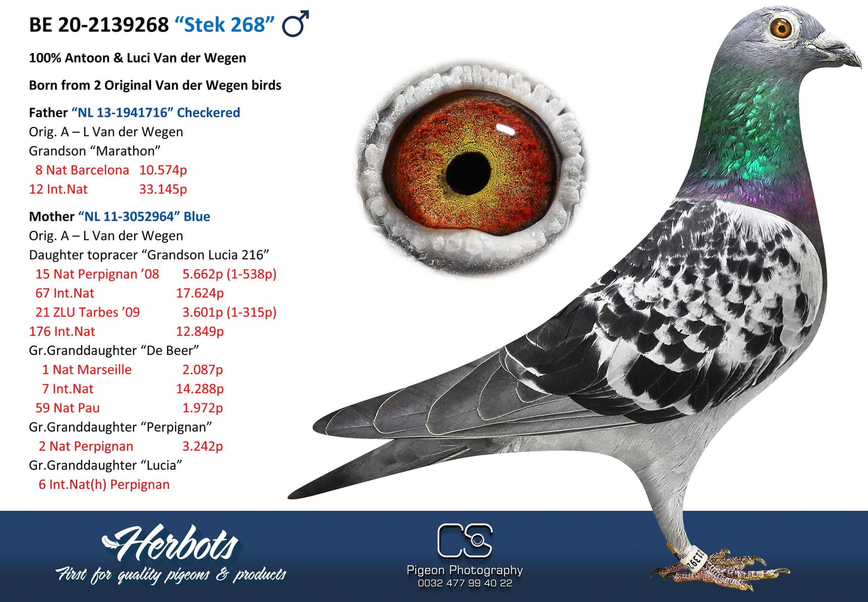 pigeon: undefined