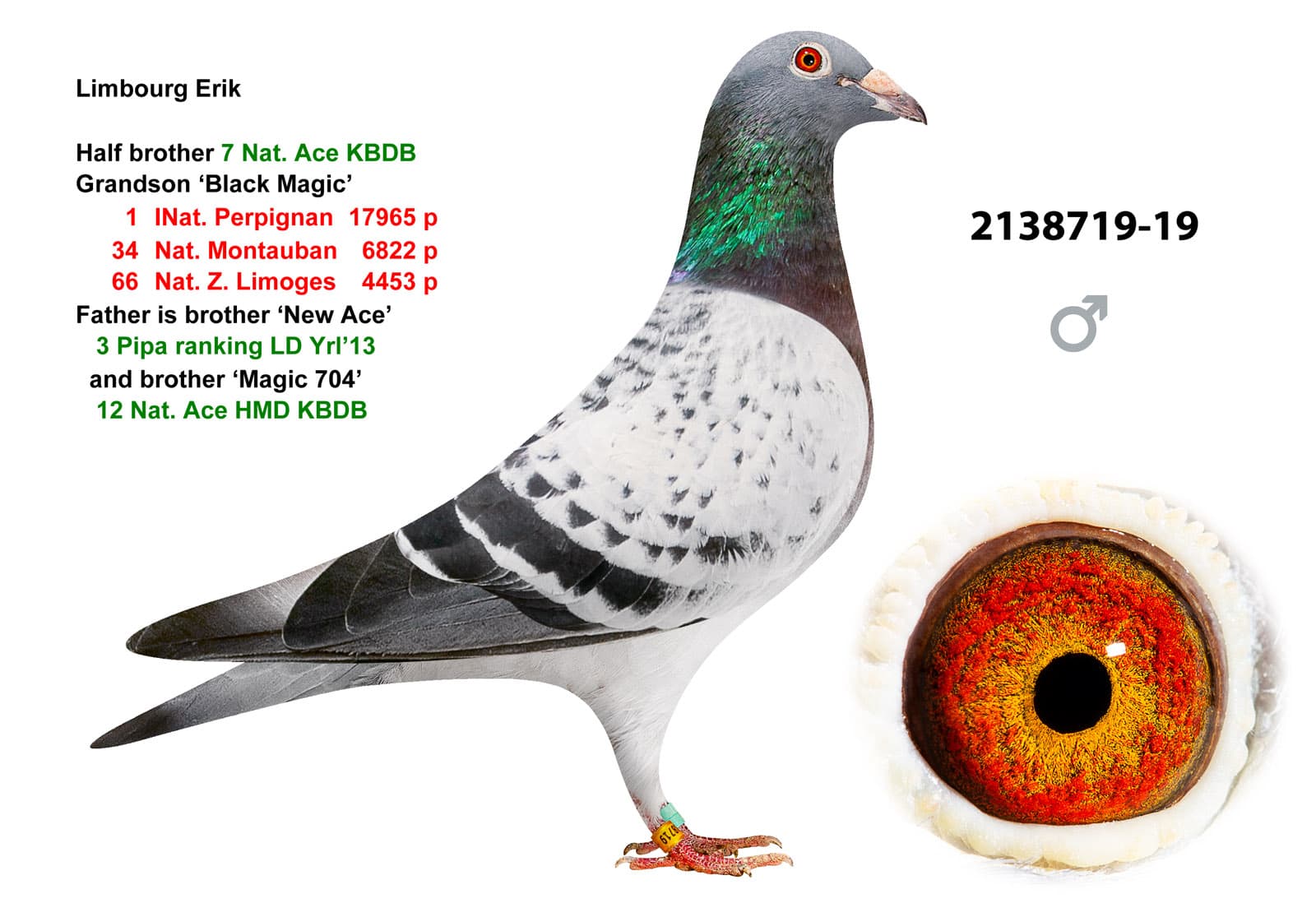pigeon: undefined