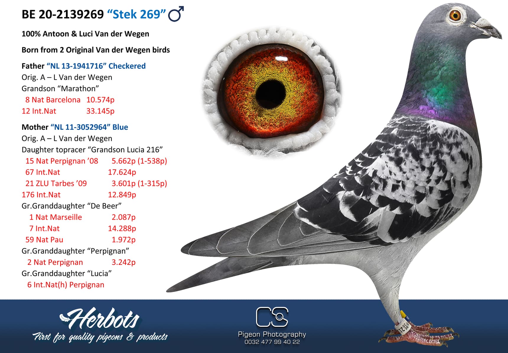 pigeon: undefined