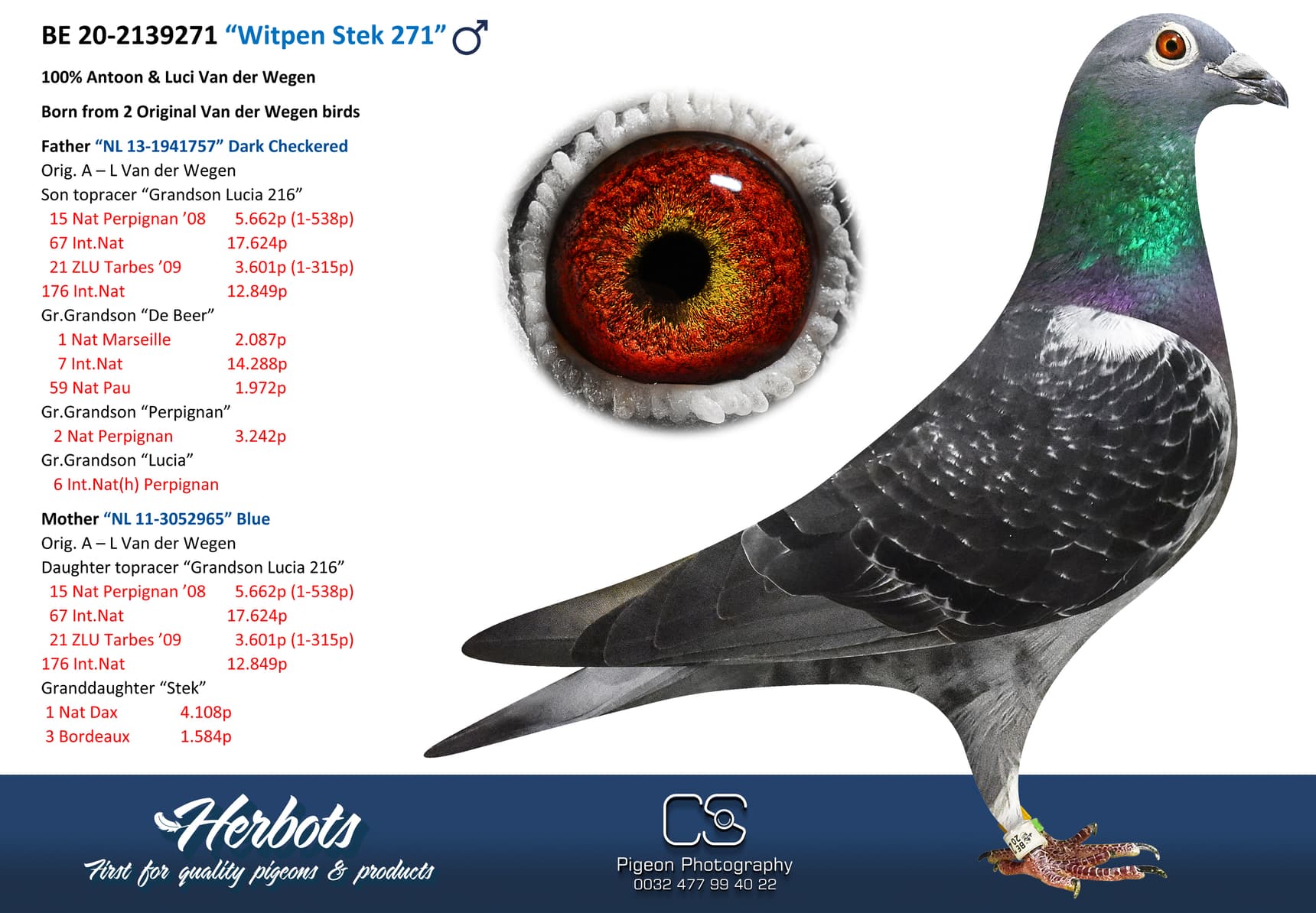 pigeon: undefined
