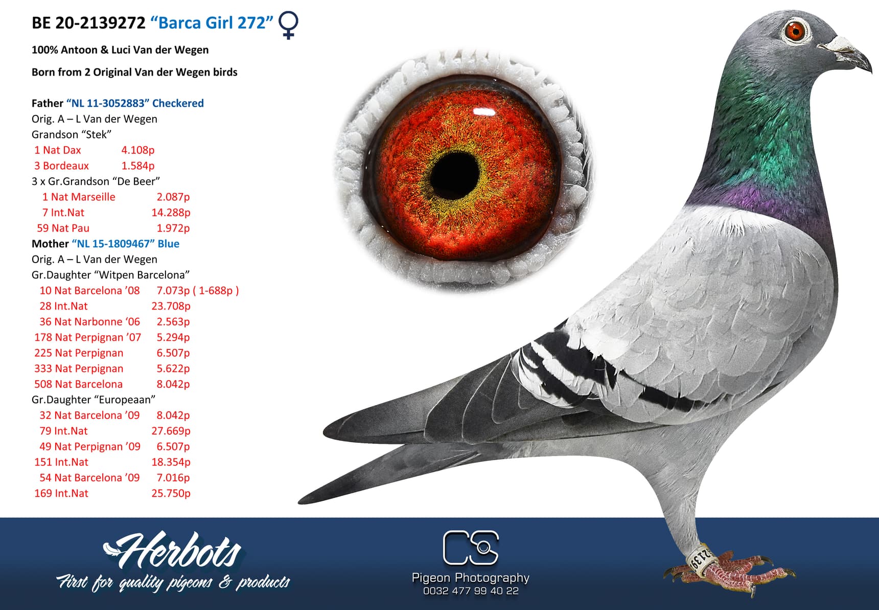 pigeon: undefined