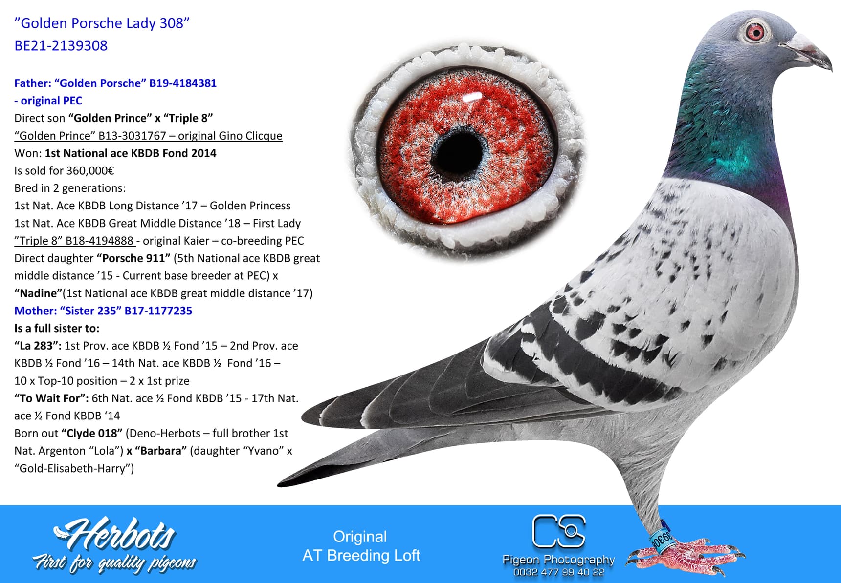 pigeon: undefined