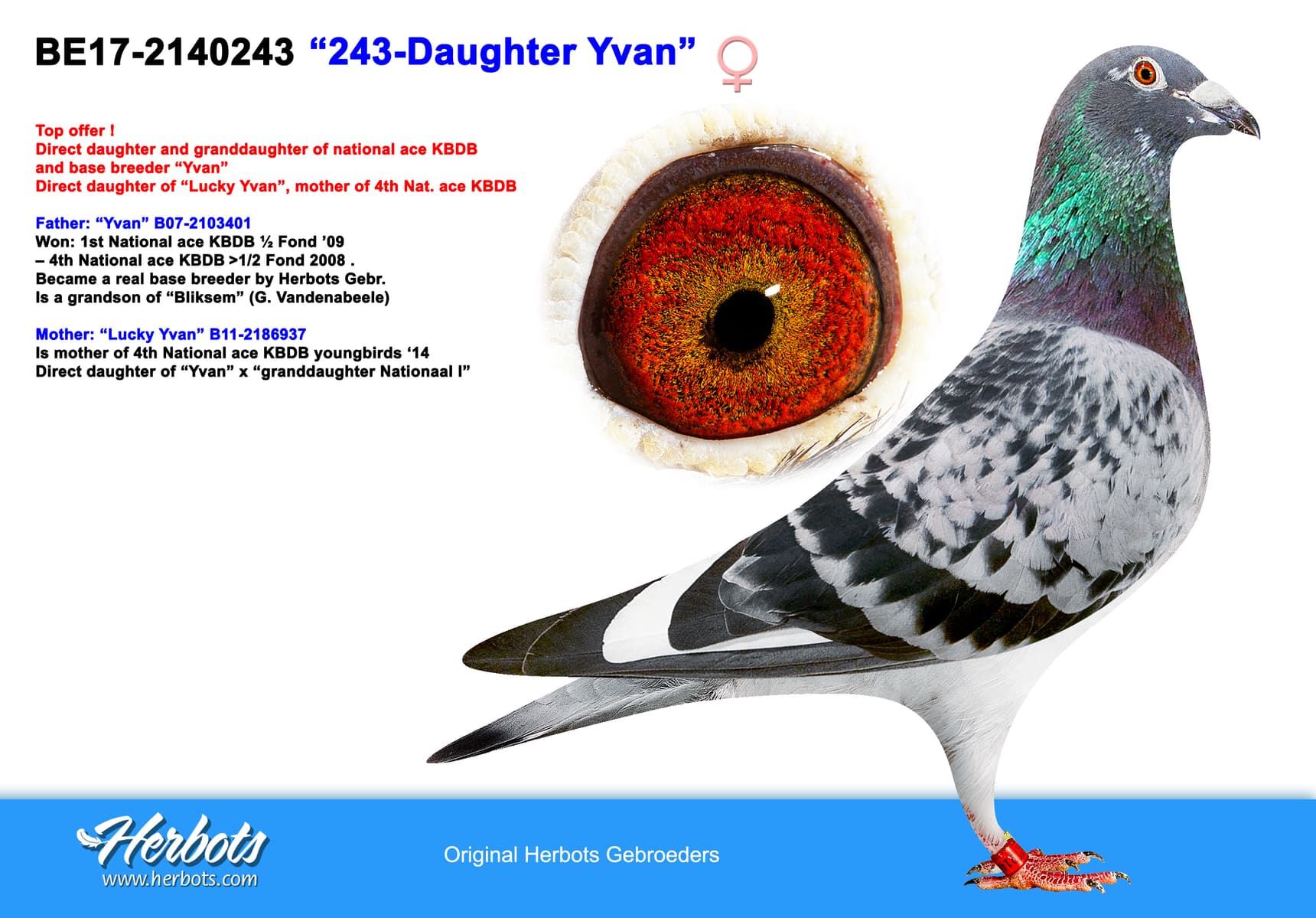 pigeon: undefined