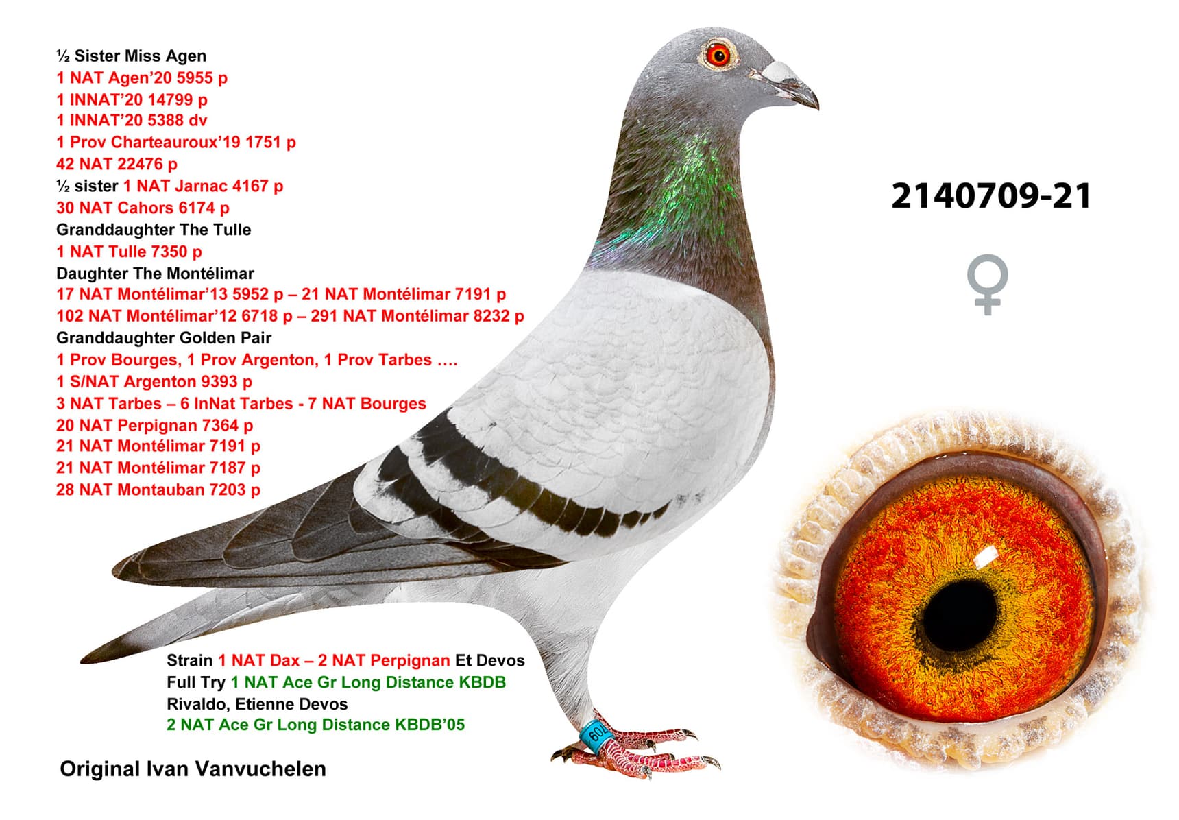 pigeon: undefined