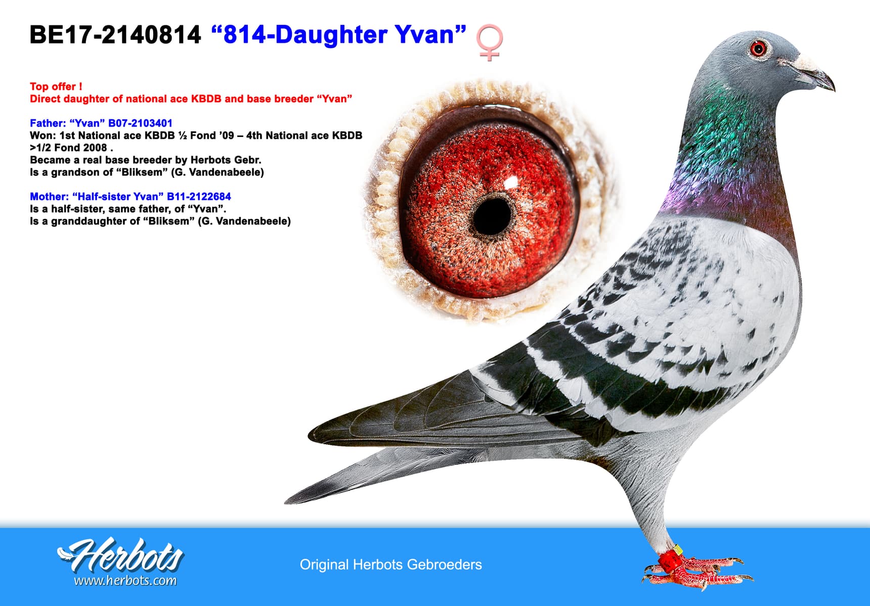 pigeon: undefined