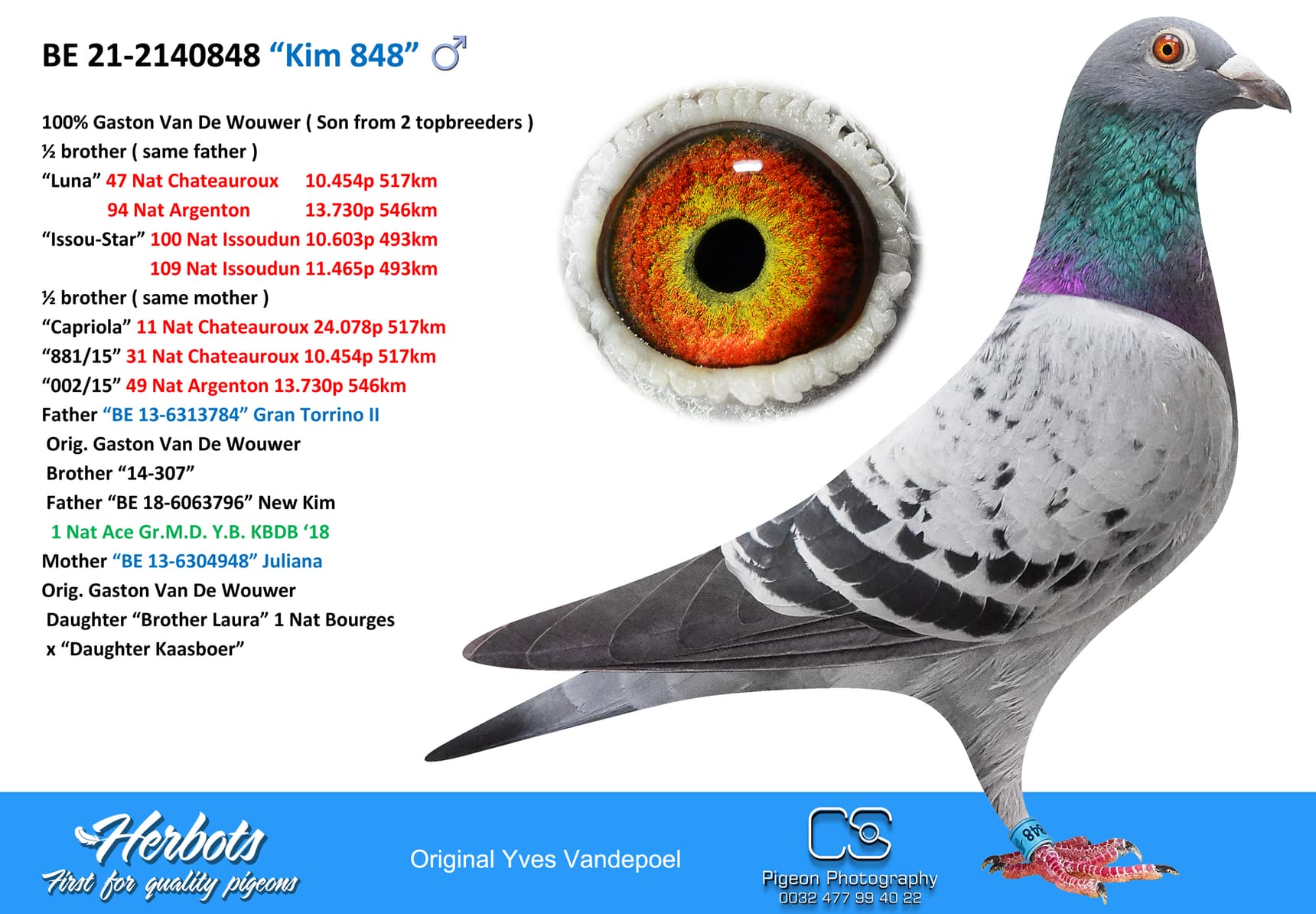 pigeon: undefined