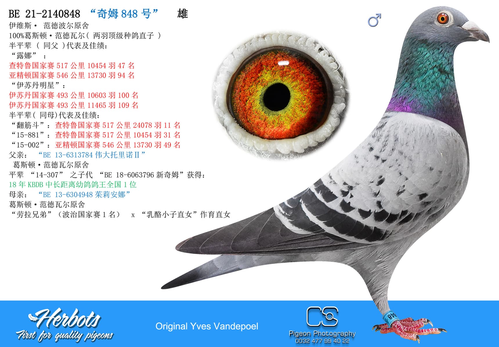 pigeon: “奇姆848号”