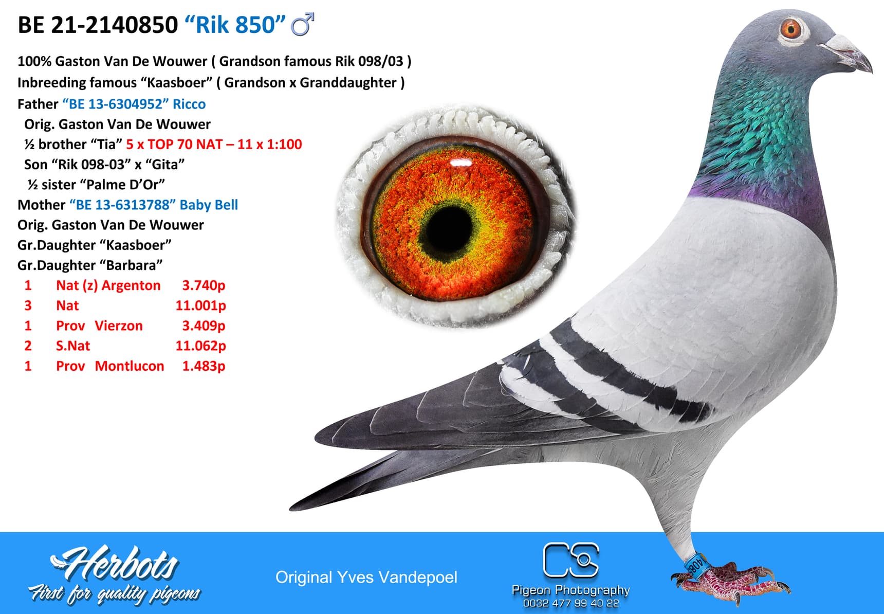 pigeon: undefined