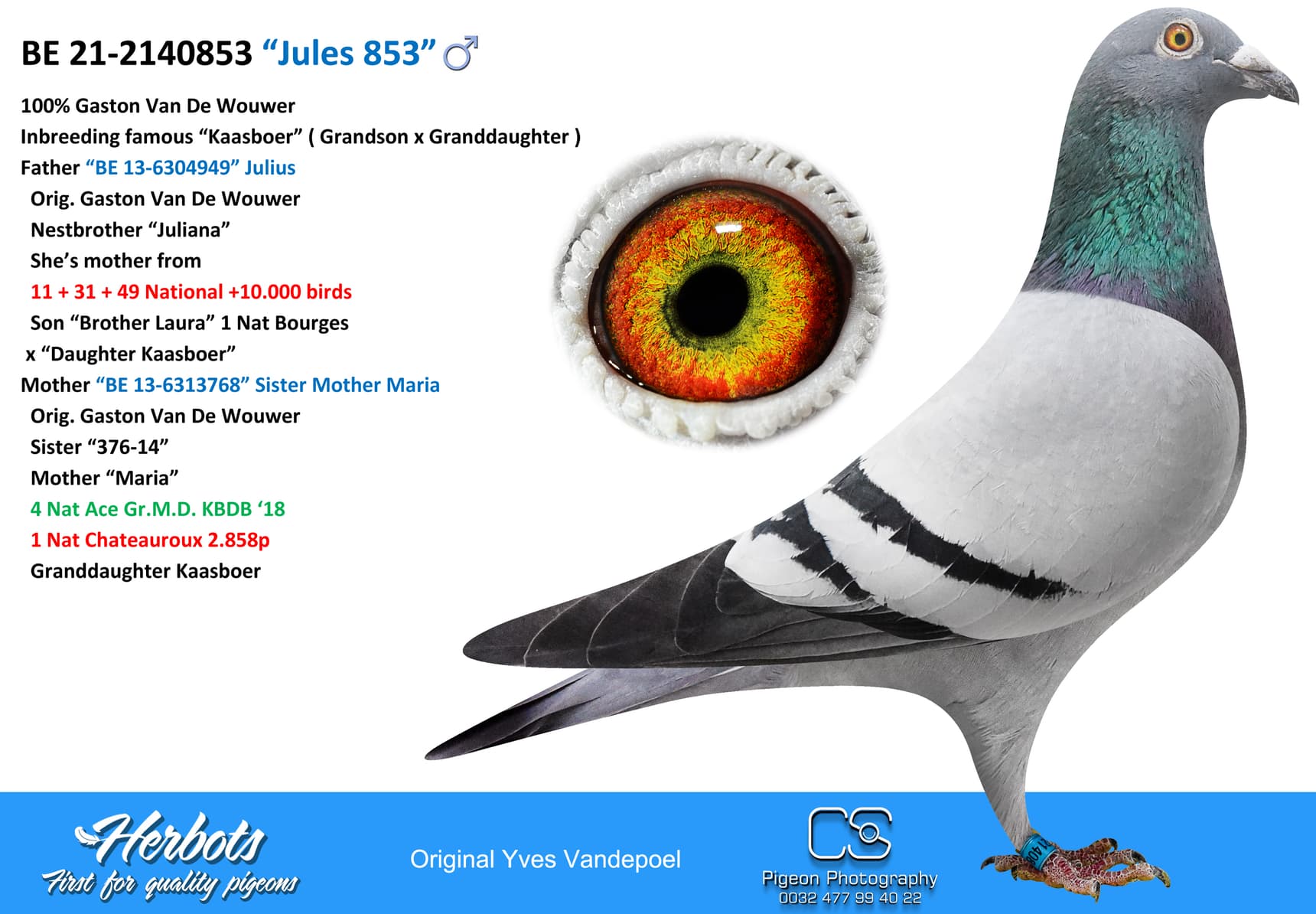 pigeon: undefined