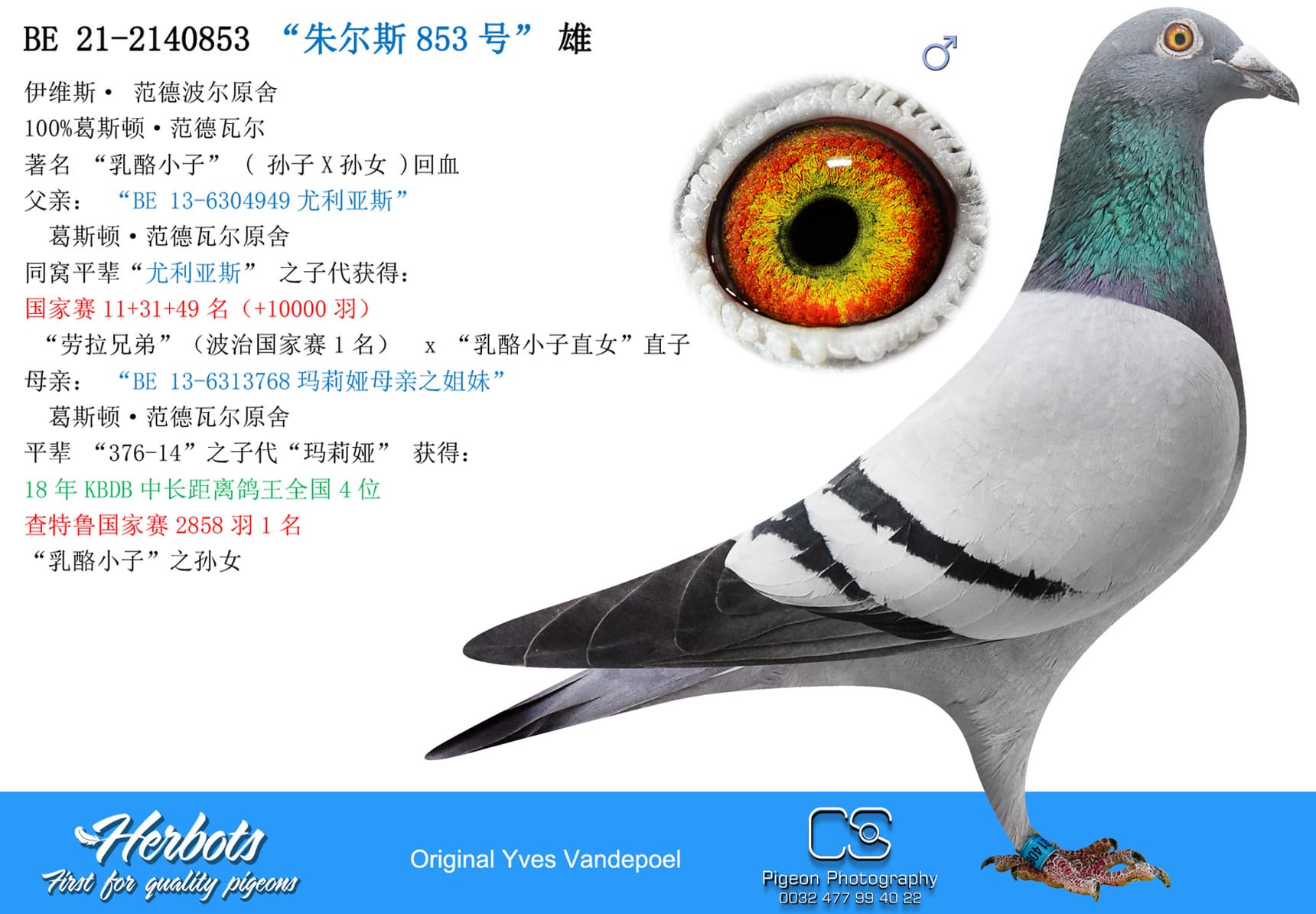 pigeon: “朱尔斯853号”