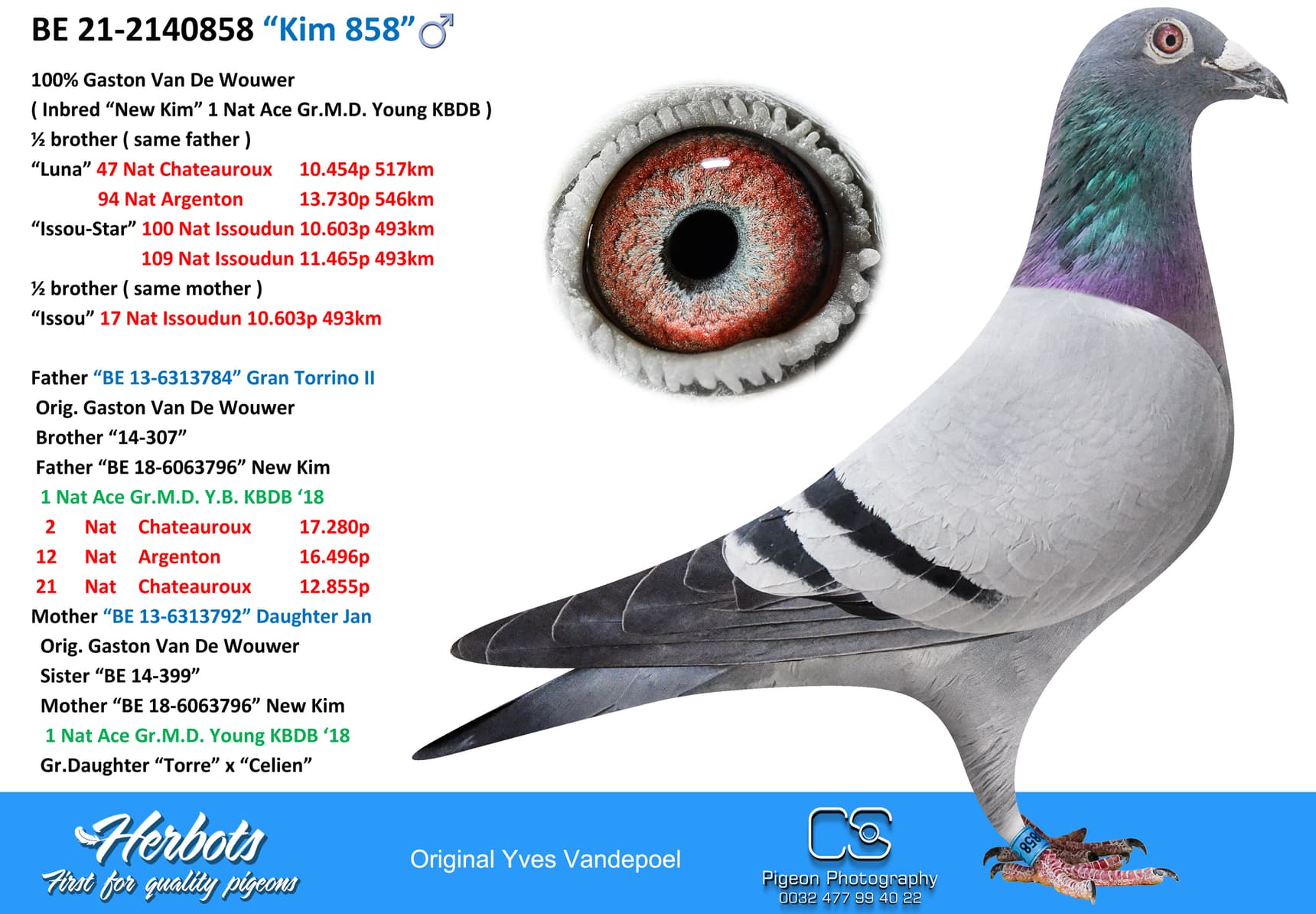 pigeon: undefined