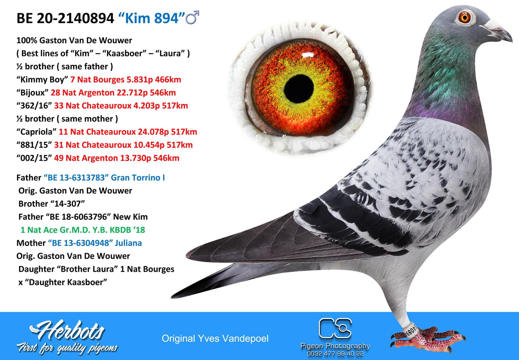 pigeon: undefined