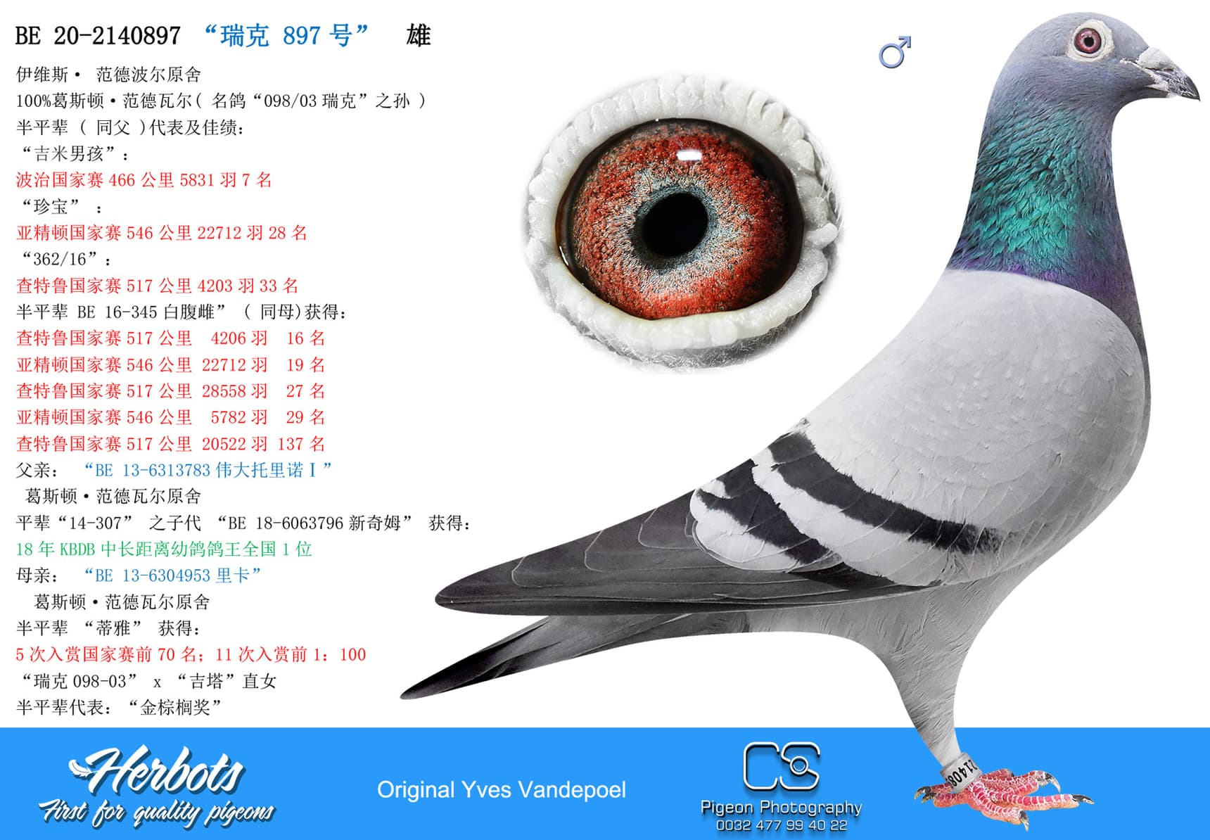 pigeon: “瑞克 897号”