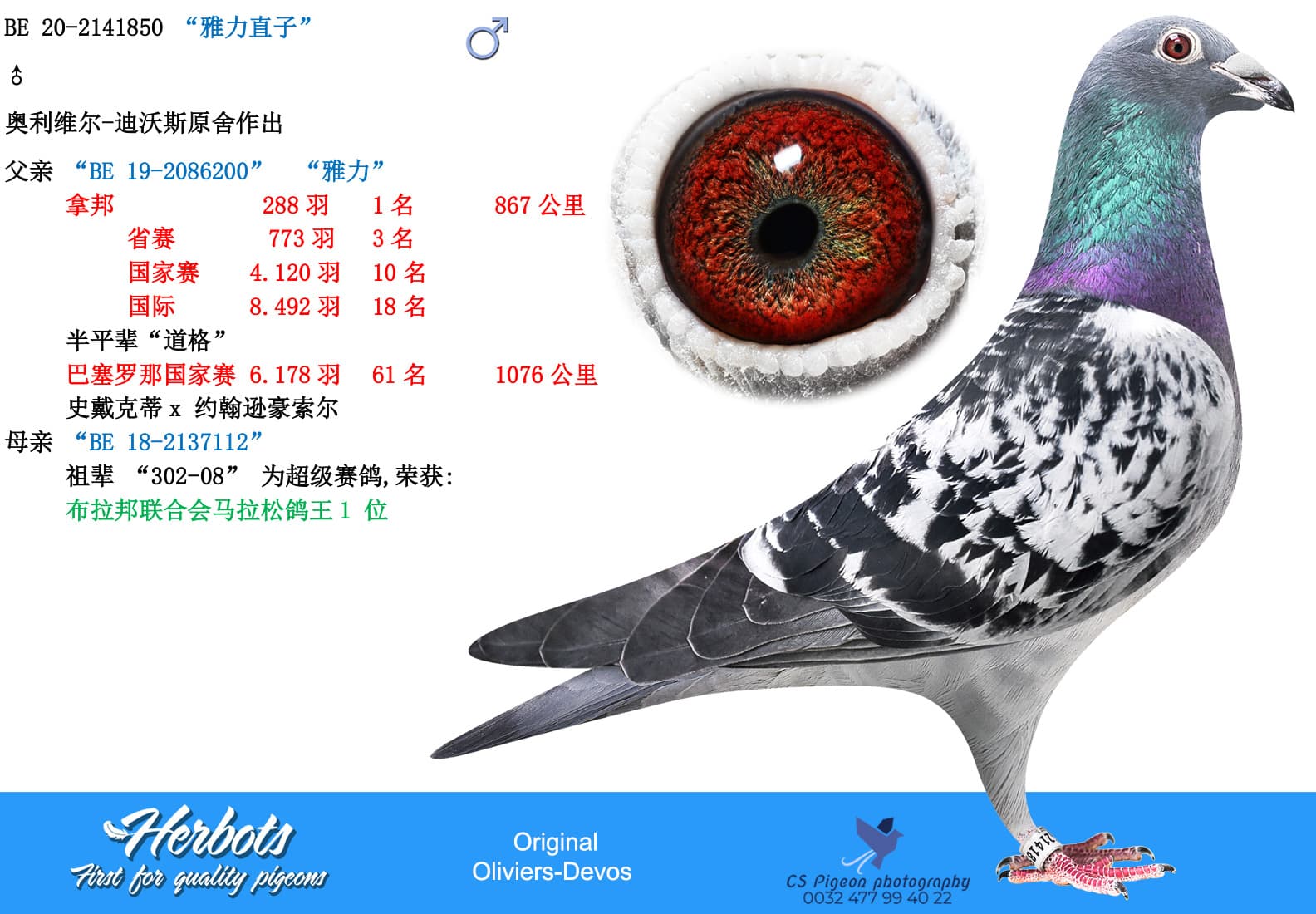 pigeon: undefined