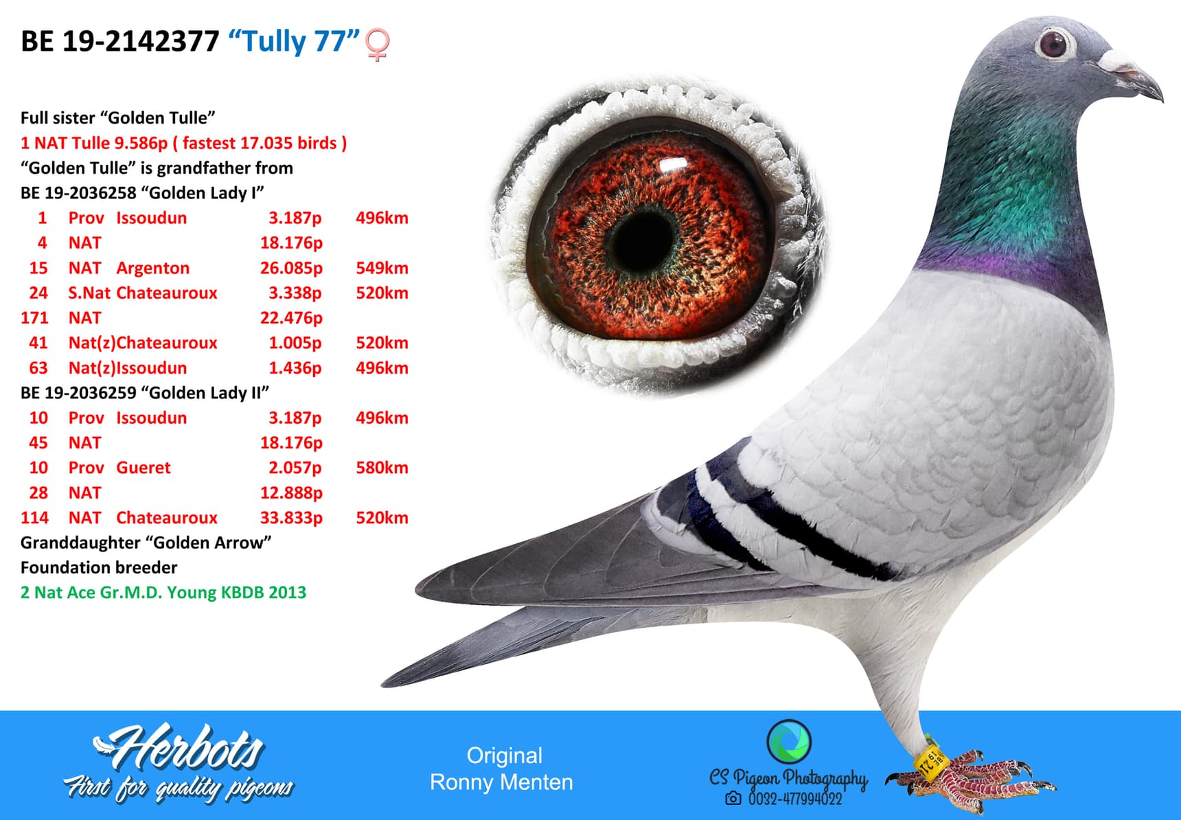 pigeon: undefined
