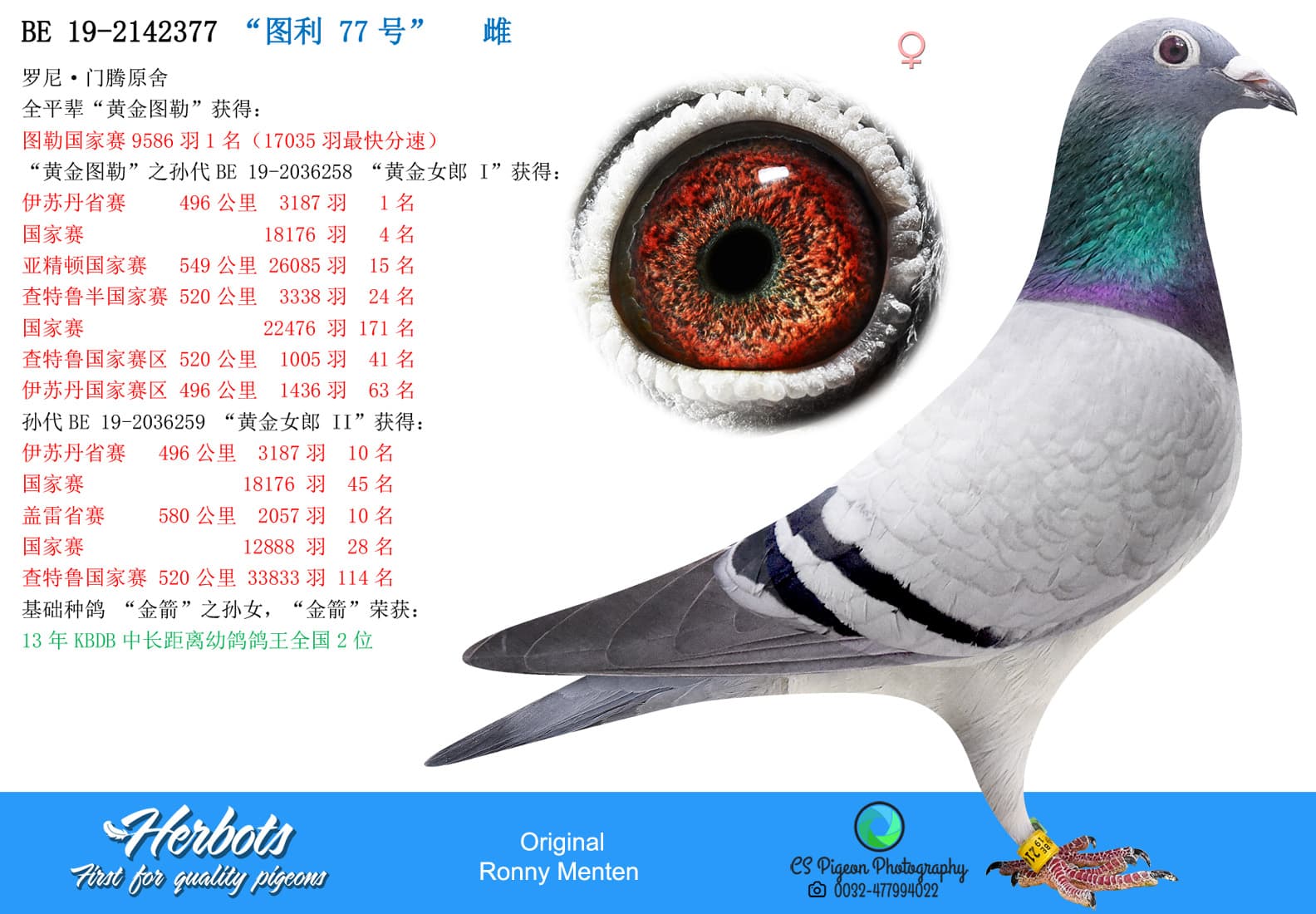 pigeon: undefined