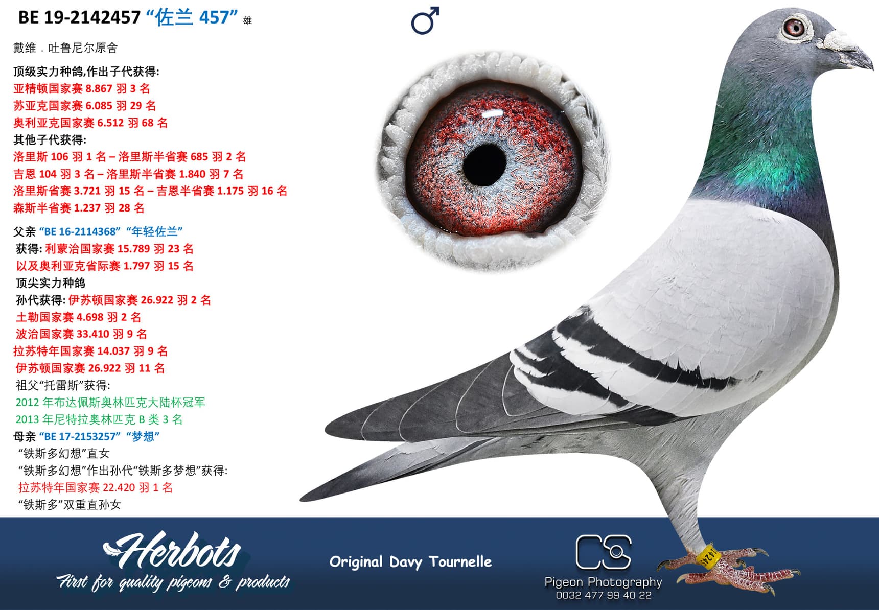 pigeon: undefined