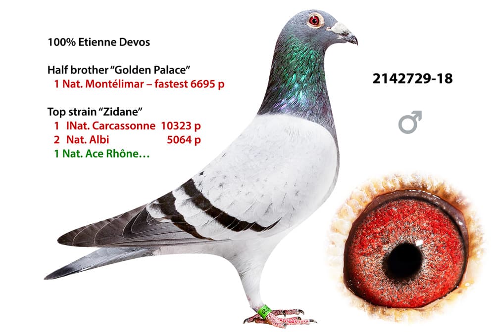 pigeon: undefined