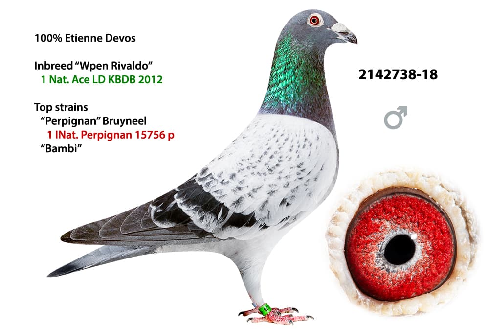 pigeon: undefined