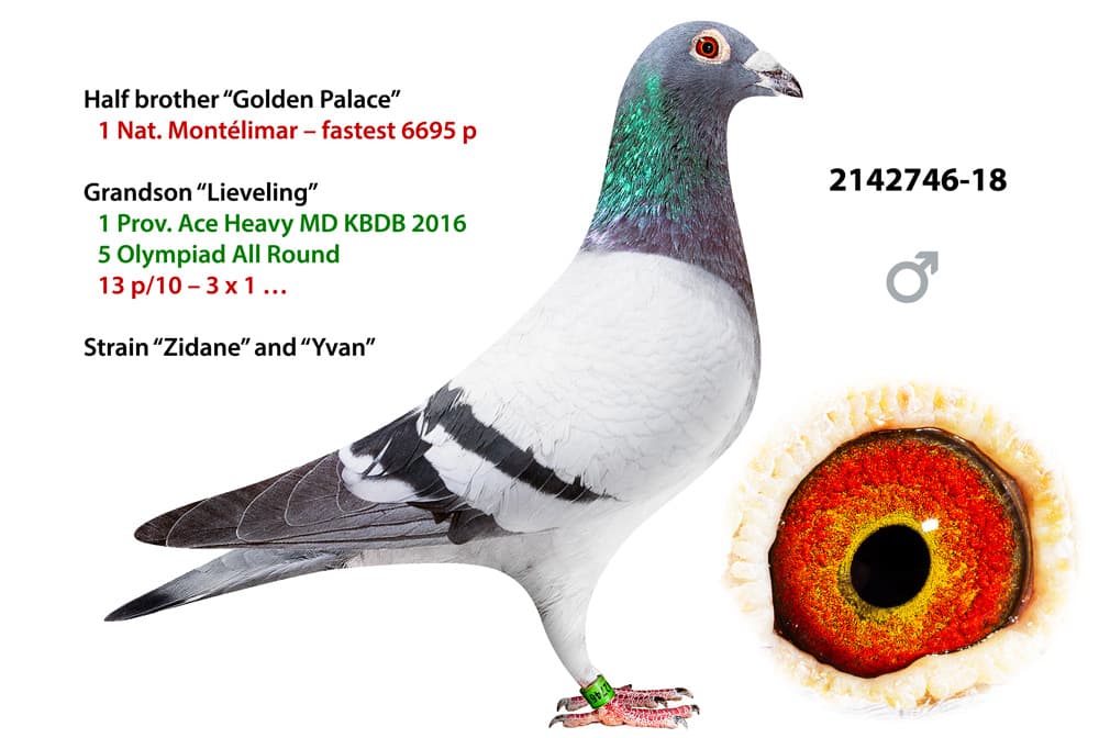 pigeon: undefined