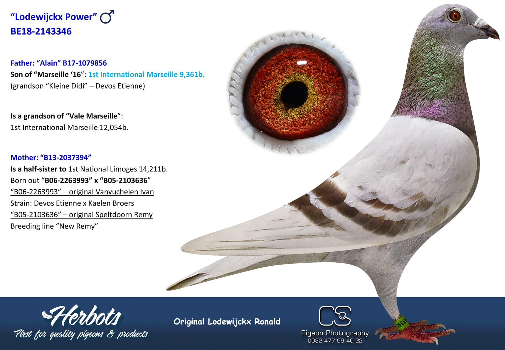 pigeon: undefined