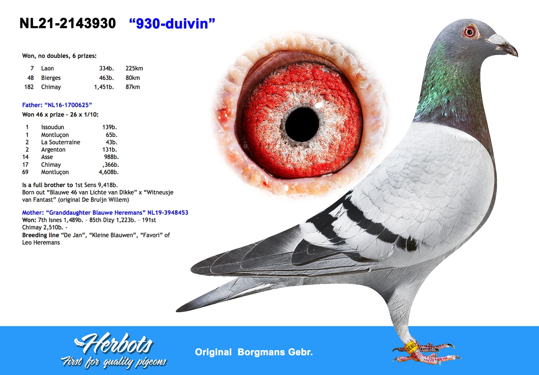 pigeon: undefined