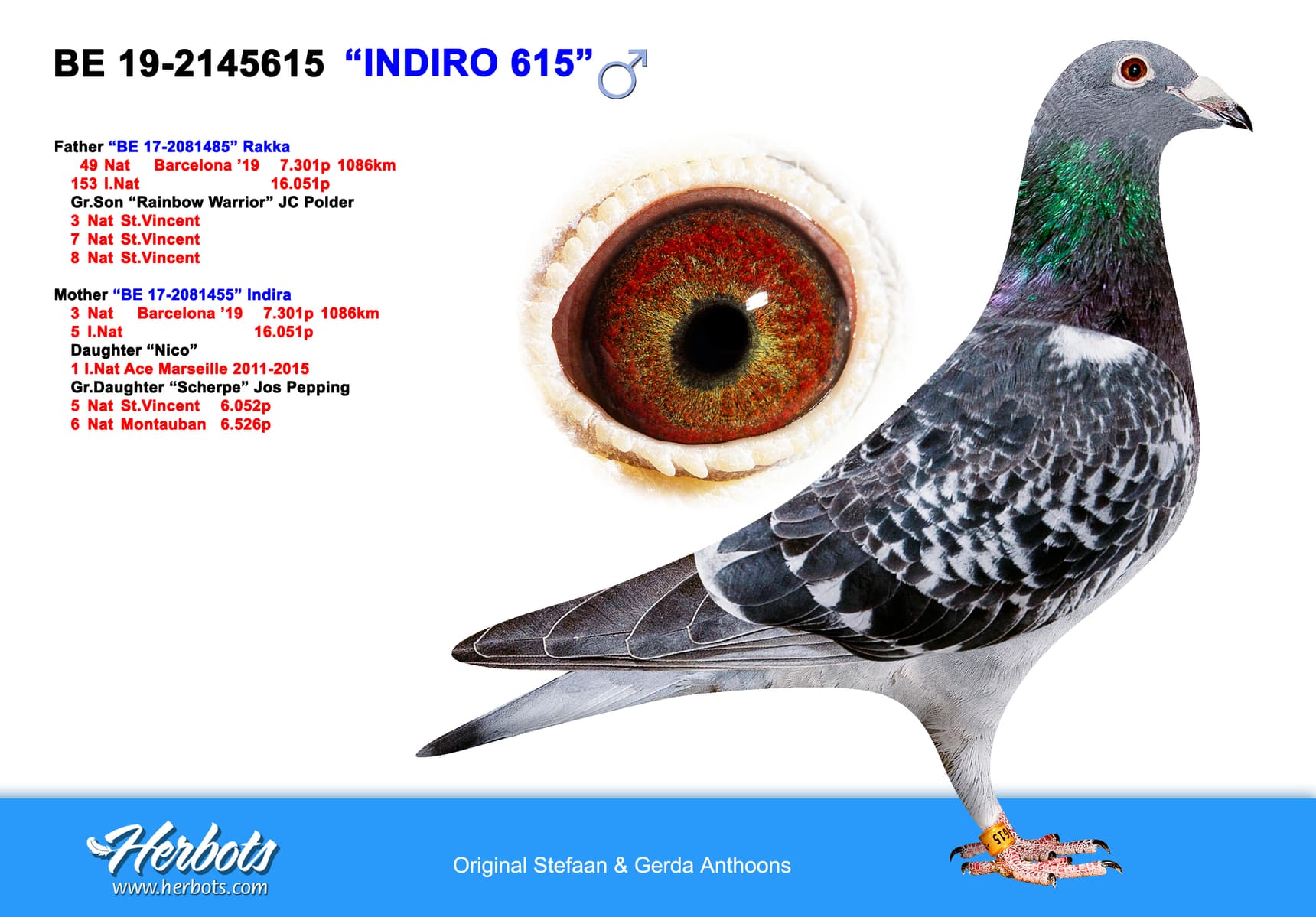 pigeon: undefined
