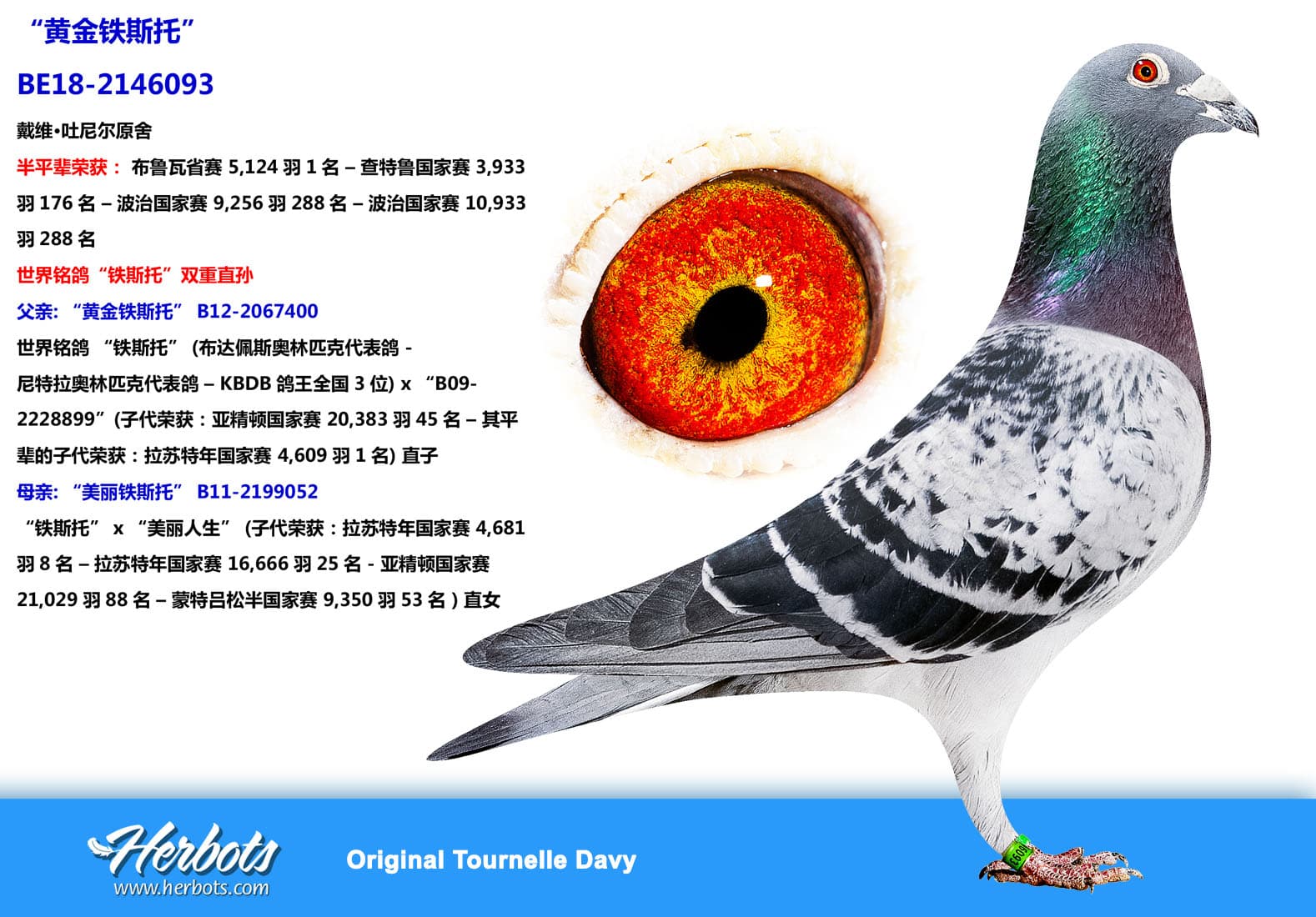 pigeon: “黄金铁斯托”