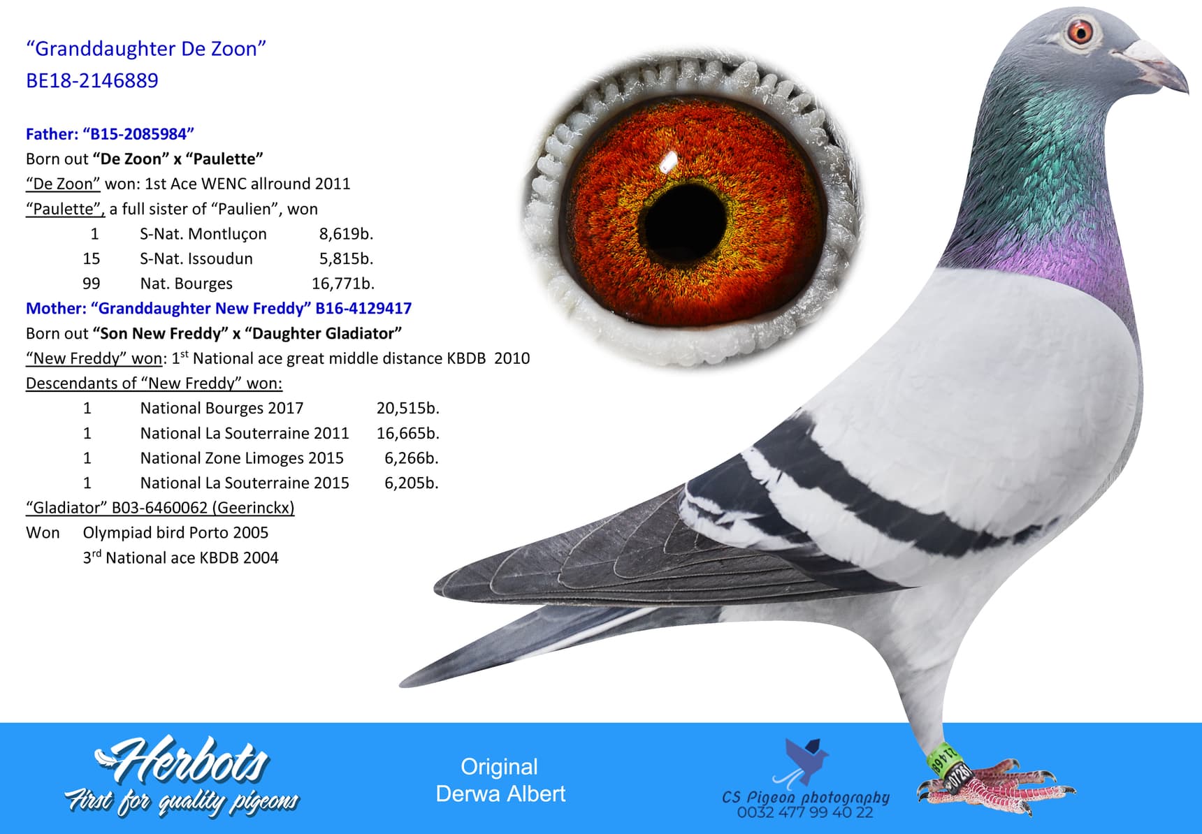 pigeon: undefined
