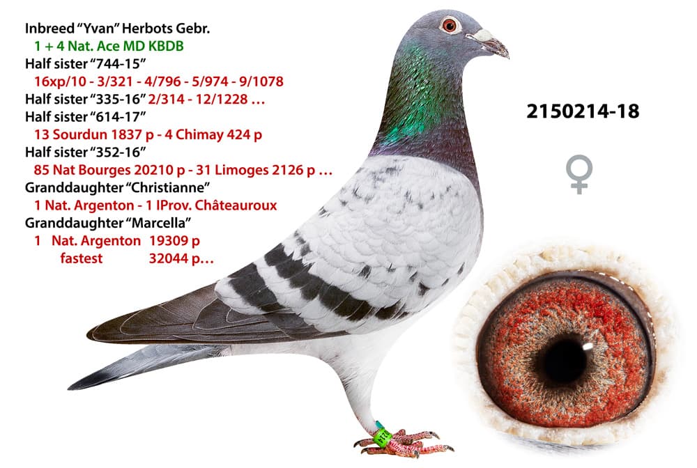 pigeon: undefined