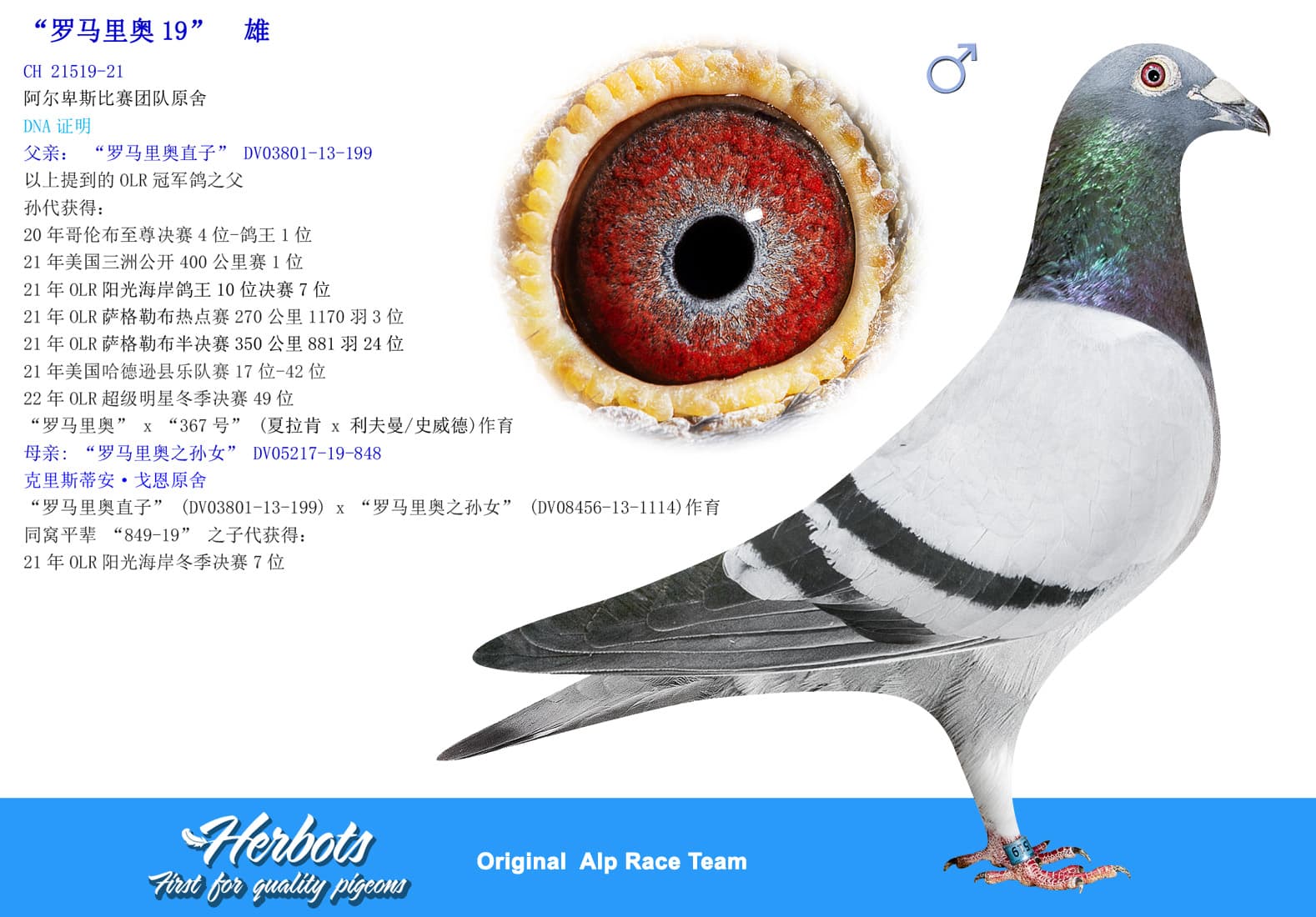 pigeon: undefined