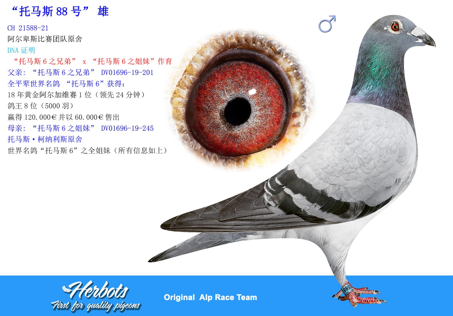 pigeon: undefined