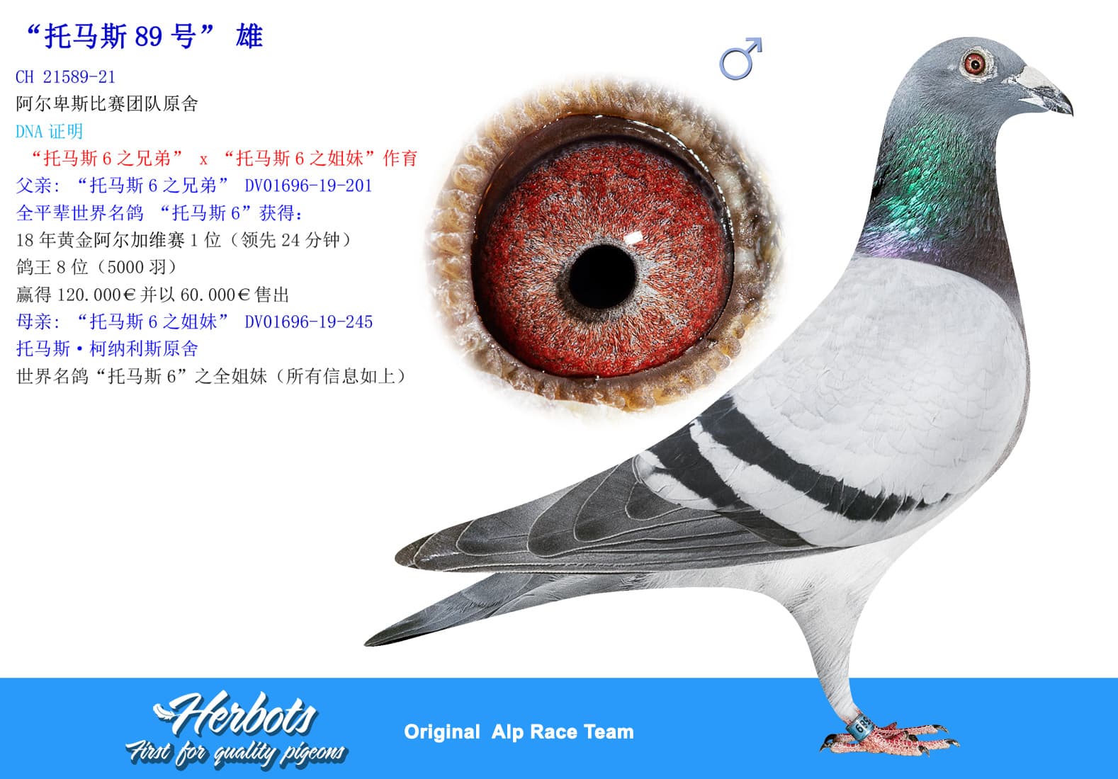 pigeon: undefined